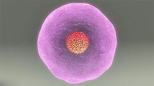 試管嬰兒最大的缺點是？有錢就能解決