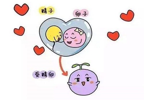 卵巢囊腫會影響到泰國試管成功率嗎