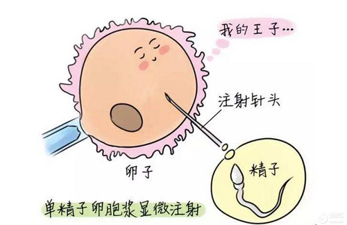 泰國試管嬰兒技術(shù)好在哪